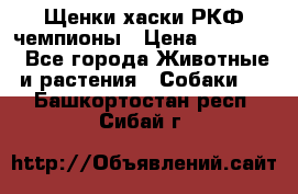 Щенки хаски РКФ чемпионы › Цена ­ 90 000 - Все города Животные и растения » Собаки   . Башкортостан респ.,Сибай г.